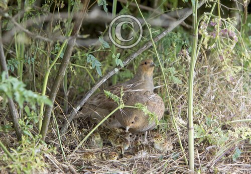 Pair Grey Partridges with Chicks DM0547